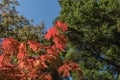 Red Japanese maple leaf on tree and blue sky background Royalty Free Stock Photo