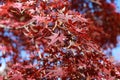 Red Japanese Maple Leaf on the tree with blue sky background. Royalty Free Stock Photo