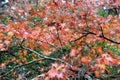 Red Japanese Maple Leaf on the tree after rain.