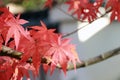 Red Japanese Maple Leaf on the tree with sunlight. The leaves change color from green to yellow, orange and red. Royalty Free Stock Photo