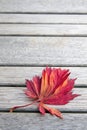 Red Japanese Maple Leaf on Wood Bench Background Royalty Free Stock Photo