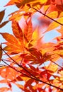 Red Japanese maple Royalty Free Stock Photo