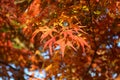 Red Japanese Maple Leafs in the Fall Royalty Free Stock Photo