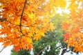 Red Japanese Maple leave in autumn Royalty Free Stock Photo