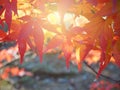 Red Japanese Maple leave Royalty Free Stock Photo