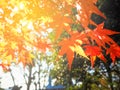 Red Japanese Maple leave in autumn Royalty Free Stock Photo