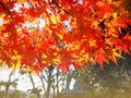 Red Japanese Maple leave in autumn Royalty Free Stock Photo