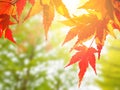 Red Japanese Maple leave in autumn Royalty Free Stock Photo