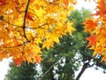 Red Japanese Maple leave in autumn Royalty Free Stock Photo