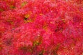 Red japanese maple leaves Royalty Free Stock Photo