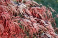 Red Japanese Maple Leaves Covered in a Light Frost Royalty Free Stock Photo