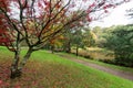 Red Japanese maple leaves in the Dandenong Ranges