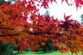 Red Japanese maple leaves in the Dandenong Ranges