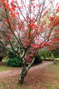 Red Japanese maple leaves in the Dandenong Ranges