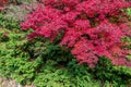 Red Japanese Maple Leaves and Green Leaves Background in Kyoto Royalty Free Stock Photo