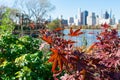 Red Japanese Maple Leaves on the Shoreline of Astoria Queens New York looking towards the East River and the Manhattan and Rooseve