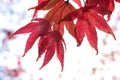 Red Japanese maple tree Royalty Free Stock Photo