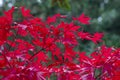 Red Japanese maple tree Royalty Free Stock Photo