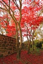 Red Japanese Maple tree Royalty Free Stock Photo