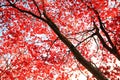 Red Japanese Maple tree background Royalty Free Stock Photo