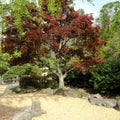 Red Japanese Maple Tree in Japanese Garden Setting Royalty Free Stock Photo