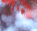 Red Japanese Maple tree leaves. Royalty Free Stock Photo