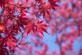 Red japanese maple tree leaves against a blue sky Royalty Free Stock Photo