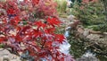 Red Japanese Maple Tree near a pond Royalty Free Stock Photo