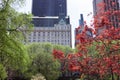 Red Japanese Maple Tree and Skyscrapers at Central Park in New York City during the Spring Royalty Free Stock Photo