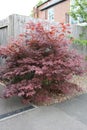 Red Japanese maple tree taken on a summers afternoon Royalty Free Stock Photo