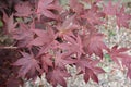 Red Japanese maple tree up close taken on a summers afternoon