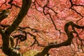 Red Japanese Maple Tree Royalty Free Stock Photo