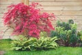 Red japanese maple tree