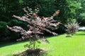 Red Japanese Maple trees on a sunny day Royalty Free Stock Photo