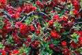 Red Japanese Quince - Chaenomeles speciosa Royalty Free Stock Photo