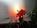 Red Japanese rose with an orange back light