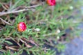 A red Japanese rose in a park with green background Royalty Free Stock Photo