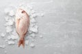 Red Japanese seabream Royalty Free Stock Photo