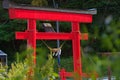 A red Japanese temple gate Royalty Free Stock Photo