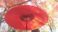 Red Japanese Umbrella in fall Royalty Free Stock Photo