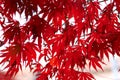 Red japanesemaple Royalty Free Stock Photo