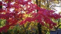A red Japenese maple tree Royalty Free Stock Photo