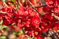 red japonica