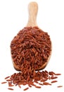 Red Jasmine rice Royalty Free Stock Photo