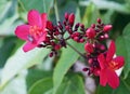Red Jatropha flowers Jatropha integerrima with a dwarf honeybee sitting Apis florea and surrounded by green leaves