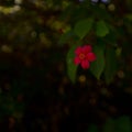 Red Jatropha integerrima, commonly known as peregrina Kfar Glikson Israel.