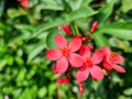 Red Jatropha Integrrima Jacq flower Royalty Free Stock Photo