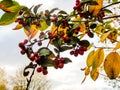 Red java apple fruits hanging from a tree with green and yellow leaves against a cloudy day Royalty Free Stock Photo