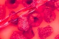 Red jello with raspberries Royalty Free Stock Photo