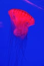 Red jellyfish Royalty Free Stock Photo